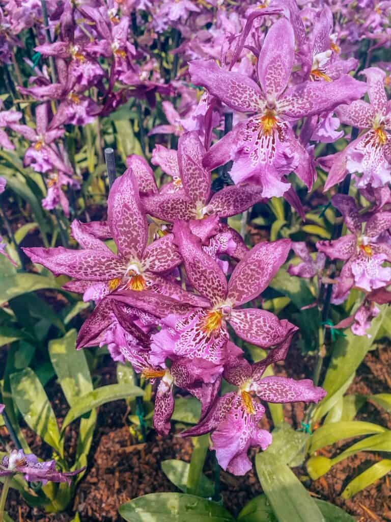 orchids in hawaii