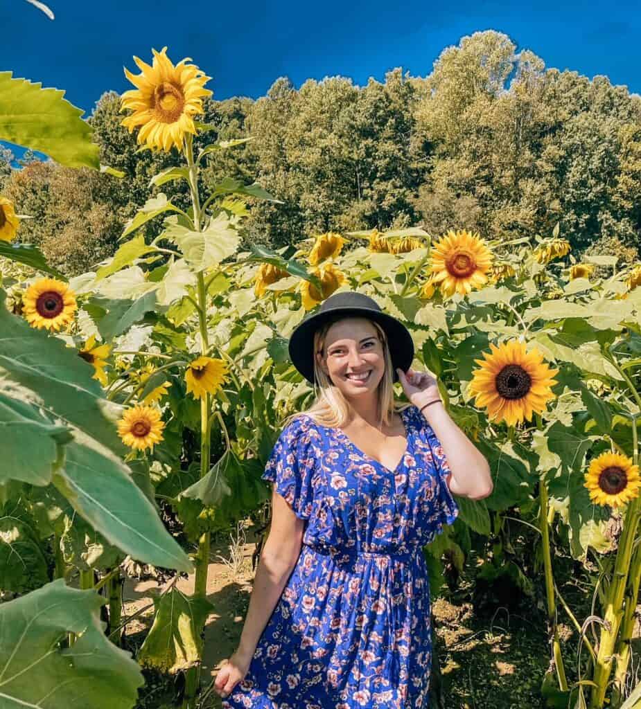 Sunflower Field in North Georgia