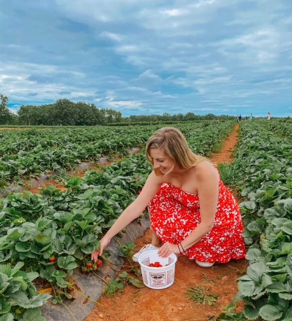 strawberry picking in the south