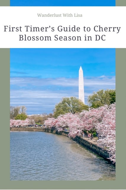 cherry blossom season in dc