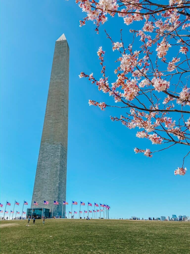 washington monument during cherry blossom season in dc