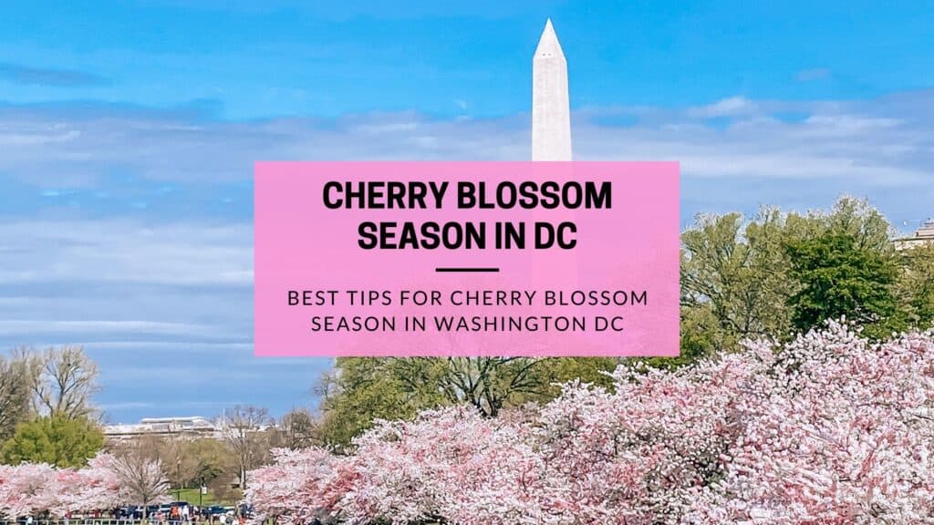 First Timer's Guide to the Beautiful Cherry Blossom Season in Dc