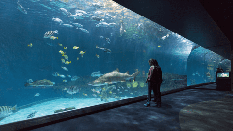 visit nc aquariums in the outer banks