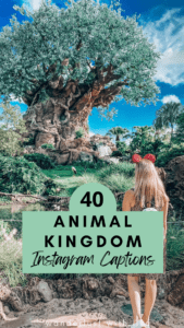 Animal Kingdom Instagram Captions - pinterest pin