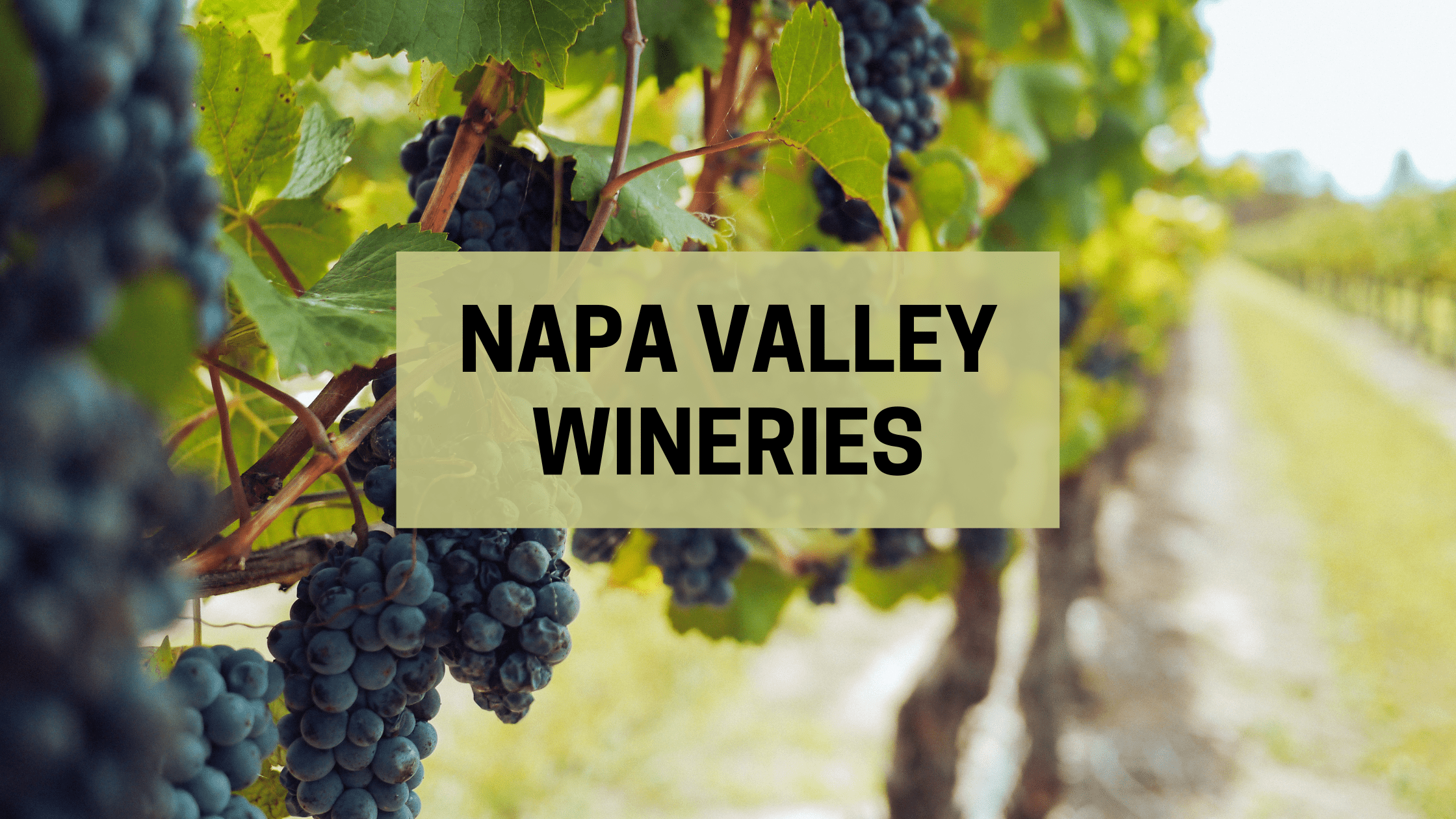 napa valley wineries review