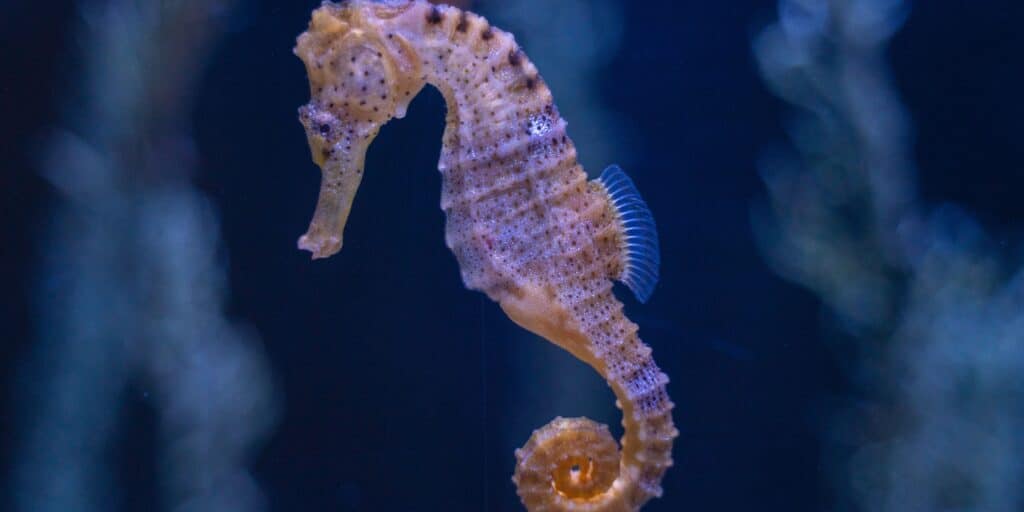 seahorse - best things to do in kona